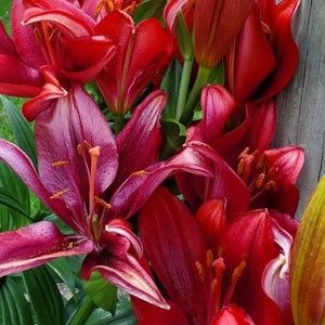 Meet your Posher, Renee